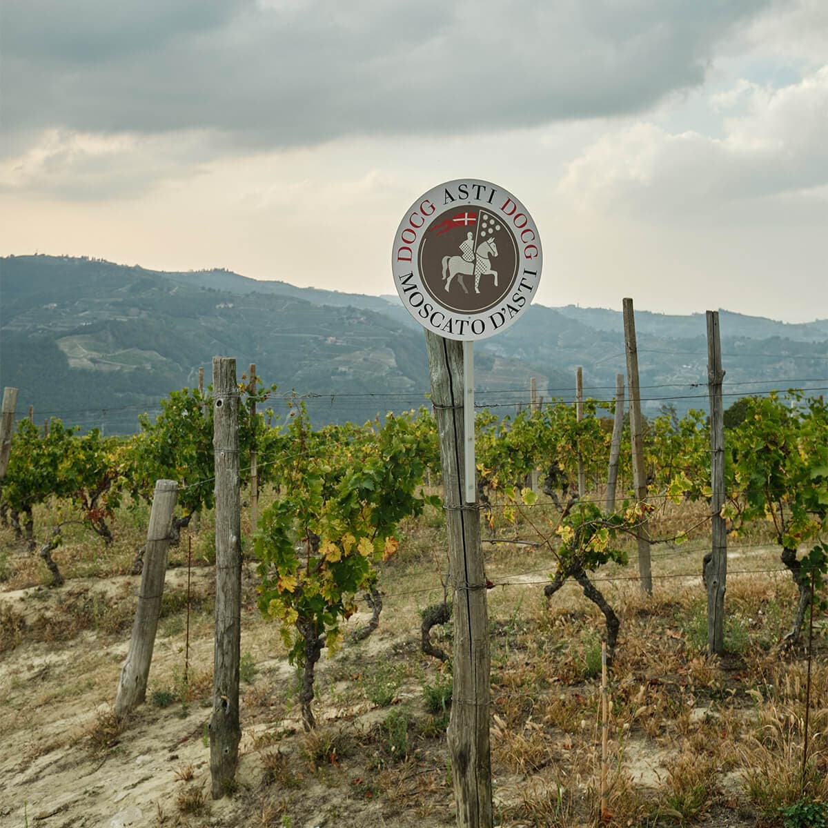 Cooperativa Vallebelbo vigne moscato